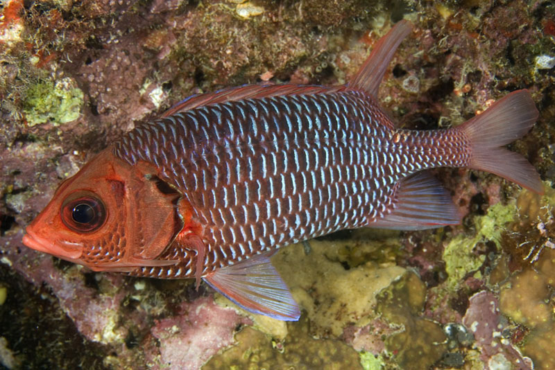 Sargocentron violaceum